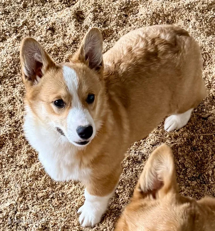 Sabrina – Pembroke Welsh Corgi puppy for sale in St. Joe, AR