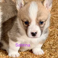 Sabrina, a female Pembroke Welsh Corgi for sale in St. Joe, AR – Photo 2 of 2