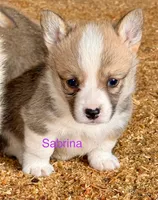 Sabrina, a female Pembroke Welsh Corgi for sale in Mountain View, MO – Photo 2 of 2