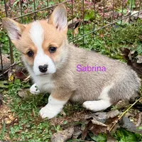 Sabrina, a female Pembroke Welsh Corgi for sale in St. Joe, AR – Photo 1 of 2