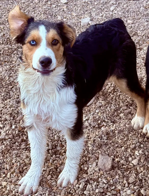 Juliet – Australian Shepherd puppy for sale in St. Joe, AR