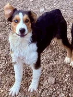 Juliet, a female Australian Shepherd for sale in St. Joe, AR – 1 of 1