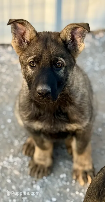 Kylo – German Shepherd Dog puppy for sale in Mountain View, MO