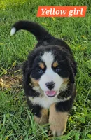 Yellow, a female Bernese Mountain Dog for sale in Mountain View, MO – Photo 4 of 7