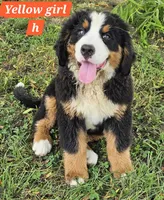 Yellow, a female Bernese Mountain Dog for sale in Mountain View, MO – Photo 3 of 7