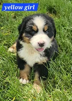 Yellow, a female Bernese Mountain Dog for sale in Mountain View, MO – Photo 7 of 7