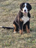 Yellow, a female Bernese Mountain Dog for sale in Mountain View, MO – Photo 2 of 7