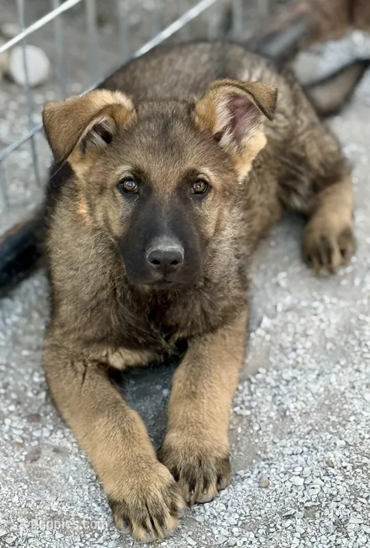 Nico – German Shepherd Dog puppy for sale in St. Joe, AR