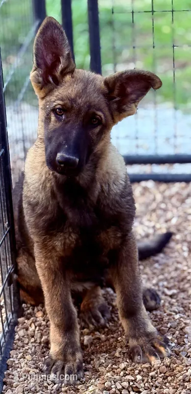 Nico – German Shepherd Dog puppy for sale in St. Joe, AR