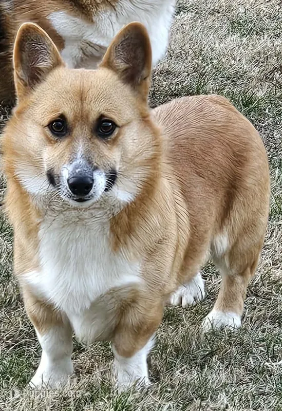 Chunk – Pembroke Welsh Corgi puppy for sale in St. Joe, AR
