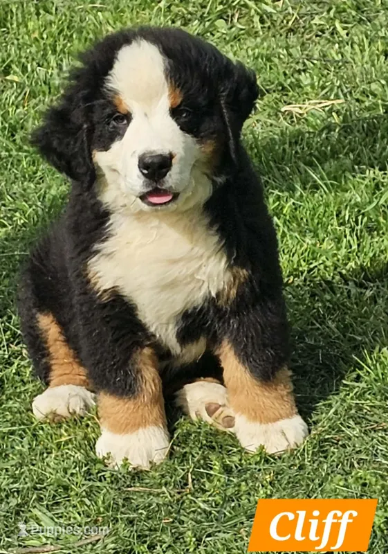 Cliff – Bernese Mountain Dog puppy for sale in St. Joe, AR