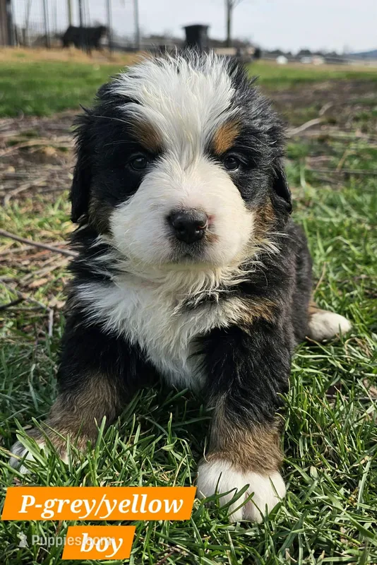 Grey – Bernese Mountain Dog puppy for sale in St. Joe, AR