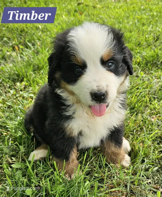 Timber – Bernese Mountain Dog puppy for sale in St. Joe, AR