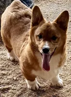 Alaric, a male Pembroke Welsh Corgi for sale in St. Joe, AR – 1 of 1