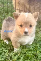 Alaric, a male Pembroke Welsh Corgi for sale in Mountain View, MO – Photo 2 of 2