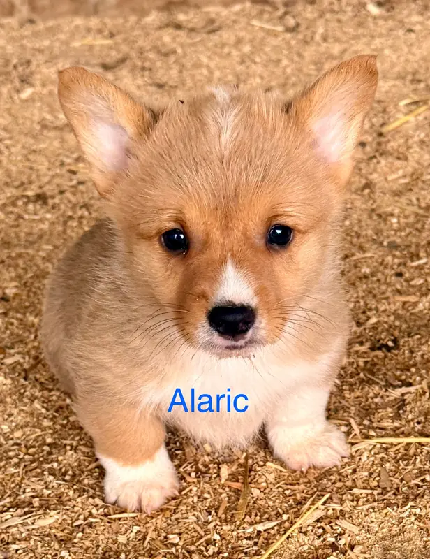 Alaric