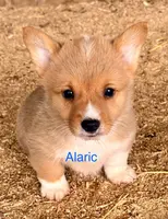 Alaric, a male Pembroke Welsh Corgi for sale in Mountain View, MO – Photo 1 of 2