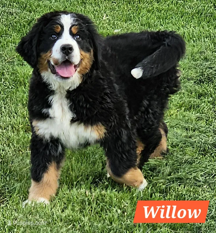 Willow – Bernese Mountain Dog puppy for sale in St. Joe, AR