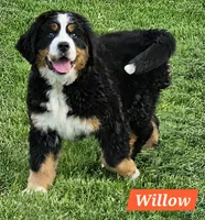 Willow, a female Bernese Mountain Dog for sale in St. Joe, AR – 1 of 1