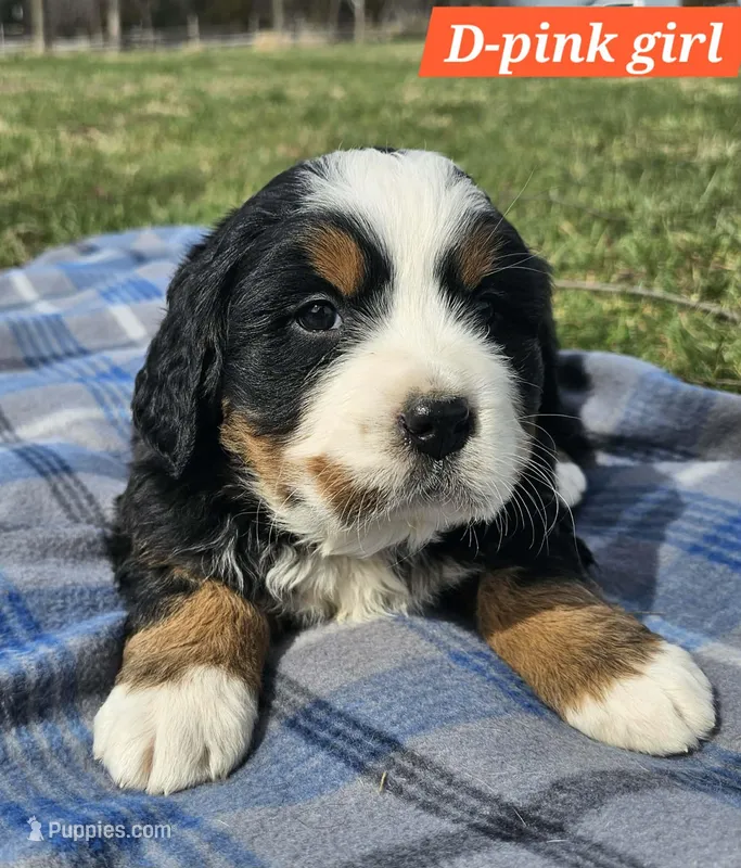 Pink – Bernese Mountain Dog puppy for sale in St. Joe, AR