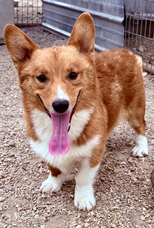 Alaric – Pembroke Welsh Corgi puppy for sale in St. Joe, AR