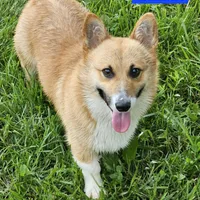 Chunk, a male Pembroke Welsh Corgi for sale in St. Joe, AR – Photo 1 of 7