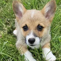 Chunk, a male Pembroke Welsh Corgi for sale in St. Joe, AR – Photo 3 of 7