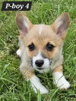 Chunk, a male Pembroke Welsh Corgi for sale in Mountain View, MO – Photo 3 of 7
