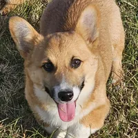 Chunk, a male Pembroke Welsh Corgi for sale in St. Joe, AR – Photo 2 of 7