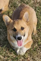 Chunk, a male Pembroke Welsh Corgi for sale in Mountain View, MO – Photo 2 of 7