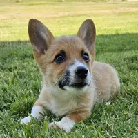 Chunk, a male Pembroke Welsh Corgi for sale in St. Joe, AR – Photo 5 of 7
