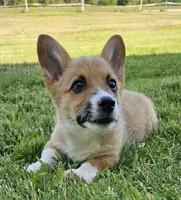 Chunk, a male Pembroke Welsh Corgi for sale in Mountain View, MO – Photo 5 of 7
