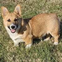Chunk, a male Pembroke Welsh Corgi for sale in St. Joe, AR – Photo 4 of 7