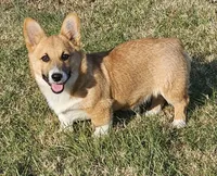 Chunk, a male Pembroke Welsh Corgi for sale in Mountain View, MO – Photo 4 of 7