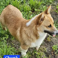 Chunk, a male Pembroke Welsh Corgi for sale in St. Joe, AR – Photo 6 of 7