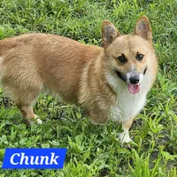 Chunk, a male Pembroke Welsh Corgi for sale in St. Joe, AR – Photo 7 of 7