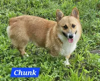 Chunk, a male Pembroke Welsh Corgi for sale in Mountain View, MO – Photo 7 of 7
