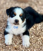 Cal, a male Australian Shepherd for sale in Mountain View, MO – Photo 5 of 6