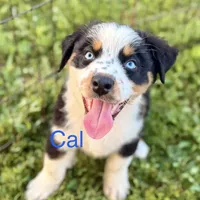 Cal, a male Australian Shepherd for sale in St. Joe, AR – Photo 4 of 6