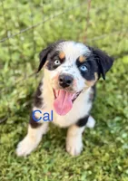 Cal, a male Australian Shepherd for sale in Mountain View, MO – Photo 4 of 6