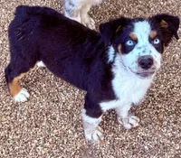 Cal, a male Australian Shepherd for sale in Mountain View, MO – Photo 2 of 6