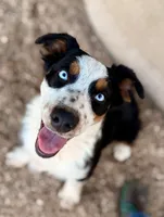 Cal, a male Australian Shepherd for sale in Mountain View, MO – Photo 1 of 6