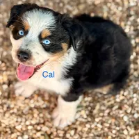 Cal, a male Australian Shepherd for sale in St. Joe, AR – Photo 6 of 6