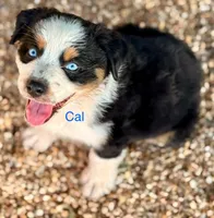 Cal, a male Australian Shepherd for sale in Mountain View, MO – Photo 6 of 6