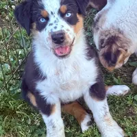 Cal, a male Australian Shepherd for sale in St. Joe, AR – Photo 3 of 6