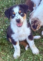 Cal, a male Australian Shepherd for sale in Mountain View, MO – Photo 3 of 6