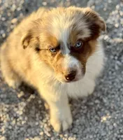 Venus, a female Australian Shepherd for sale in St. Joe, AR – 2 of 2