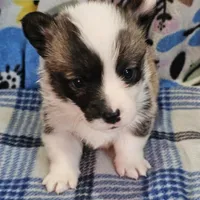 Charlie, a male Pembroke Welsh Corgi for sale in St. Joe, AR – Photo 3 of 3