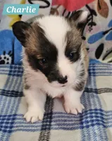 Charlie, a male Pembroke Welsh Corgi for sale in Mountain View, MO – Photo 3 of 3