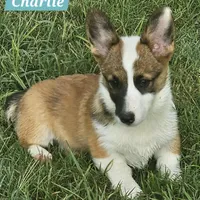 Charlie, a male Pembroke Welsh Corgi for sale in St. Joe, AR – Photo 1 of 3